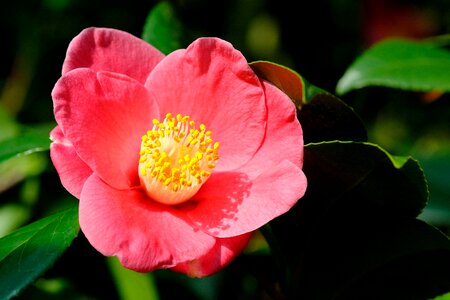 Camellia flowers Free photos