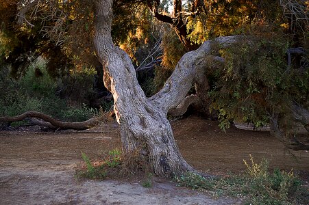 Old tree tree centennial taray