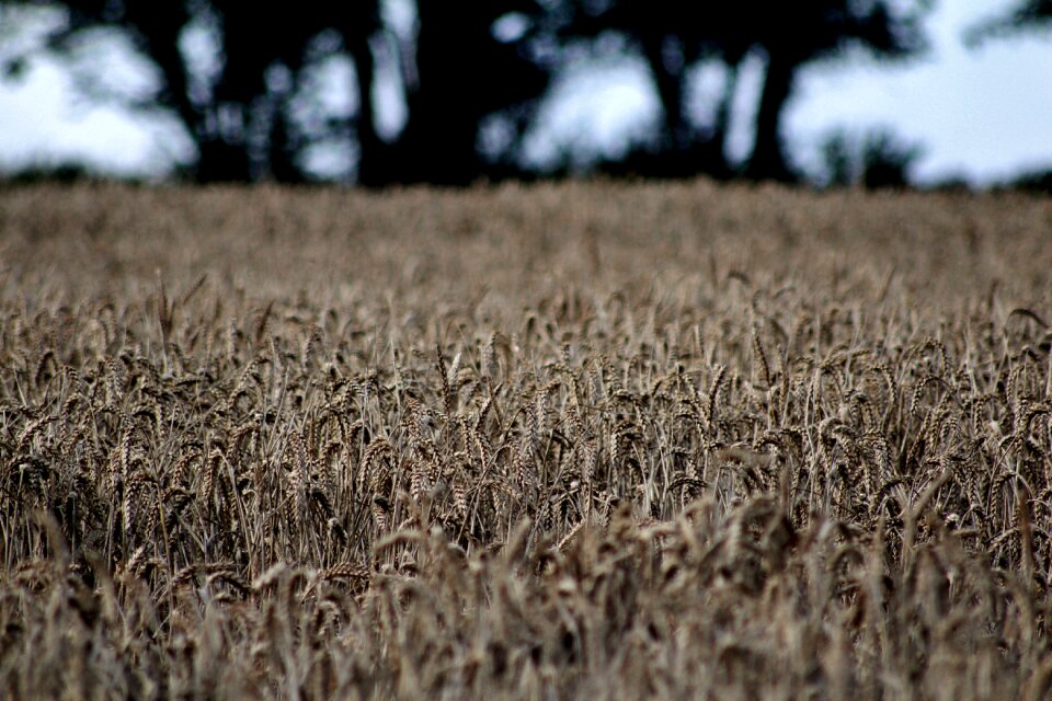 Agriculture harvest crop