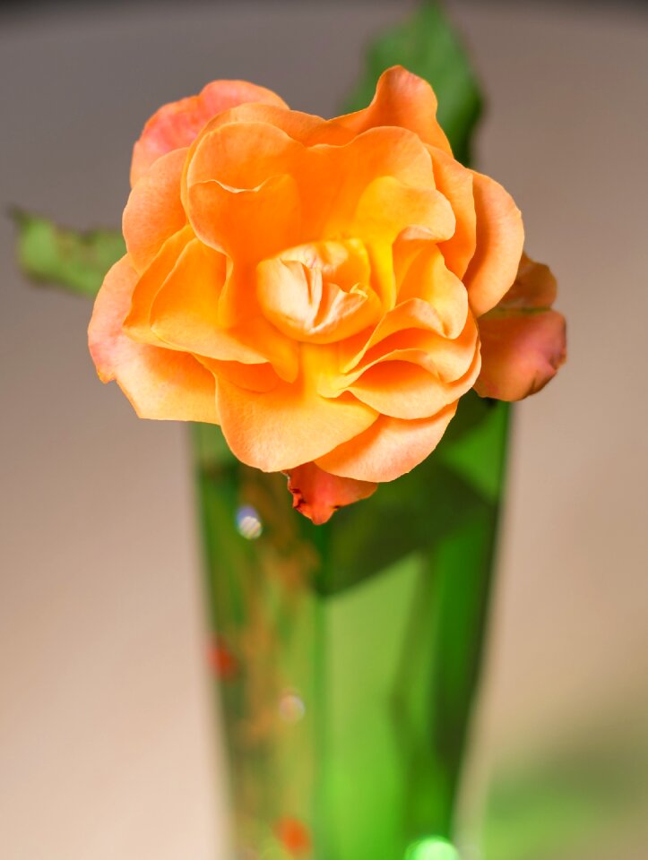 Plant petal garden