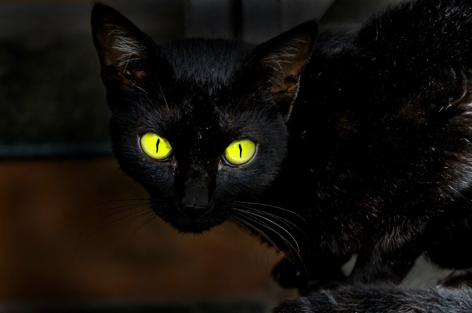 Omen black black cat