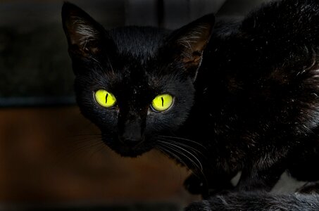 Omen black black cat photo