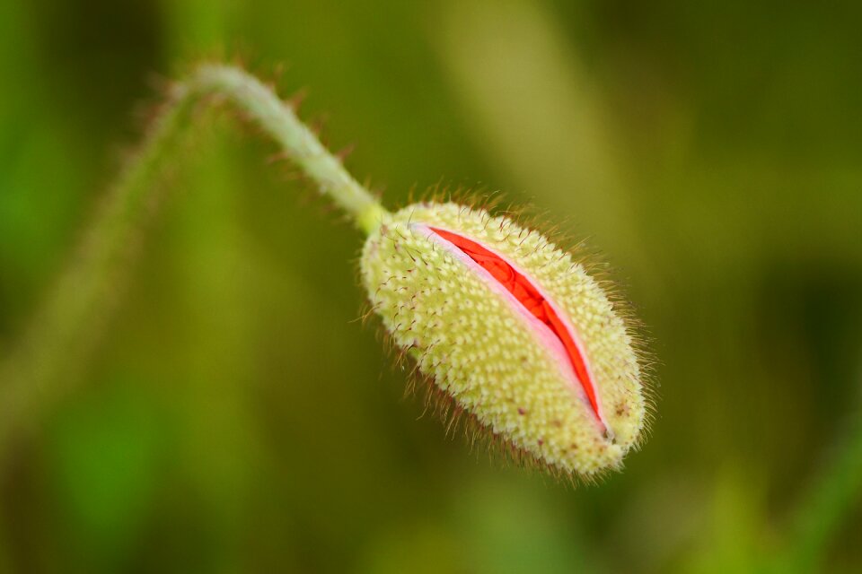 Bud macro blossom