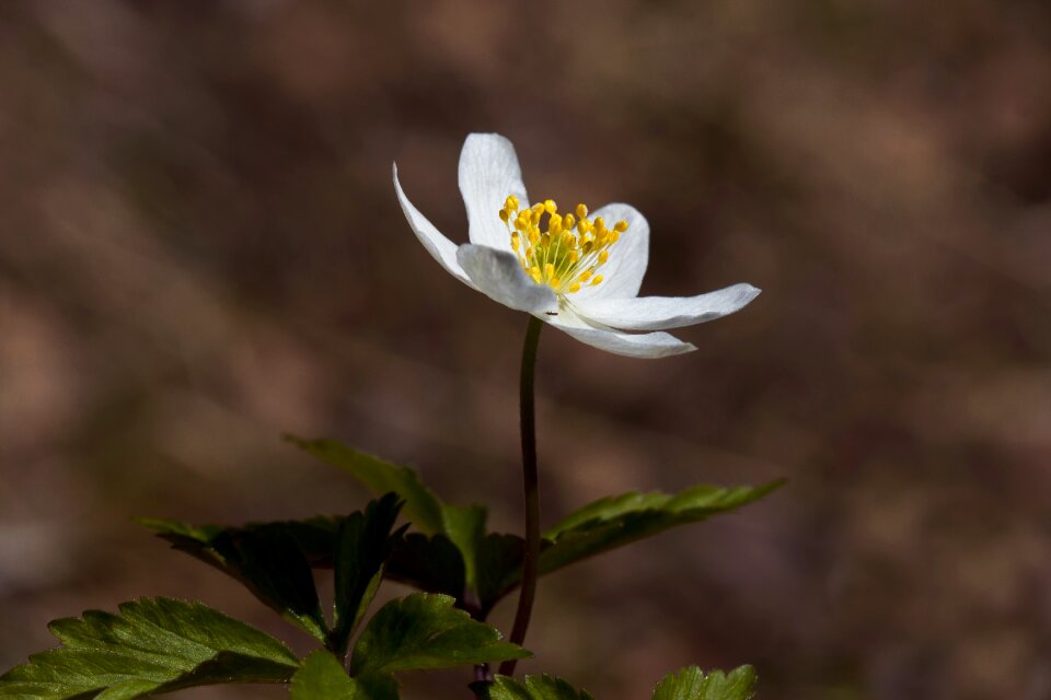 Anemones our macro