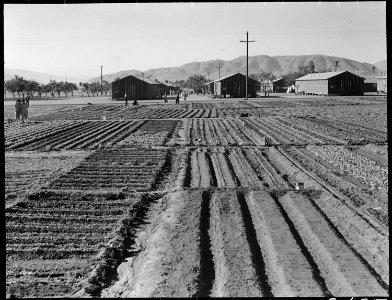 Manzanar Relocation Center, Manzanar, California. Evacuees of Japanese ancestry are growing flouris . . . - NARA - 537972