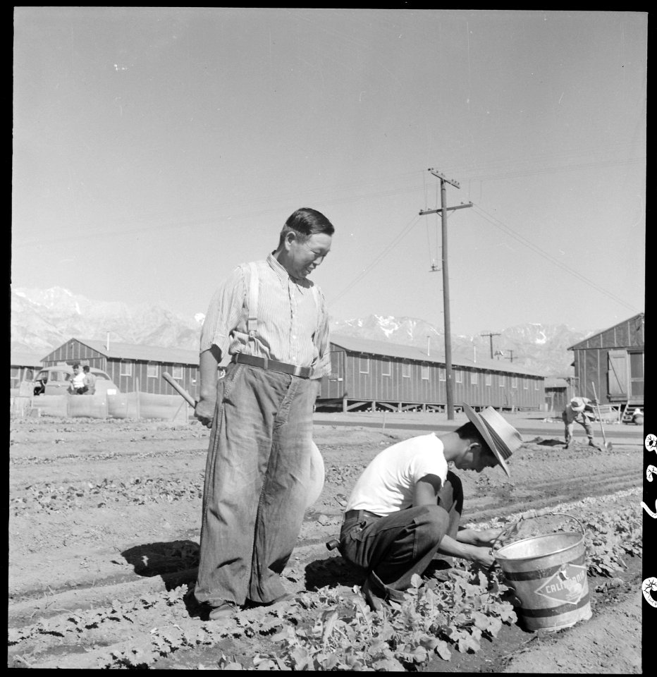 Manzanar Relocation Center, Manzanar, California. Evacuees of Japanese ancestry are growing flouris . . . - NARA - 537975