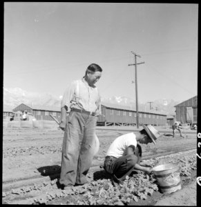 Manzanar Relocation Center, Manzanar, California. Evacuees of Japanese ancestry are growing flouris . . . - NARA - 537975