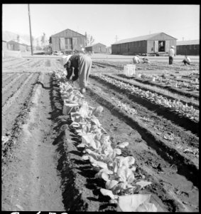 Manzanar Relocation Center, Manzanar, California. Evacuee in her hobby garden which rates highest . . . - NARA - 537976