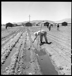 Manzanar Relocation Center, Manzanar, California. Evacuees of Japanese ancestry are growing flouris . . . - NARA - 537977