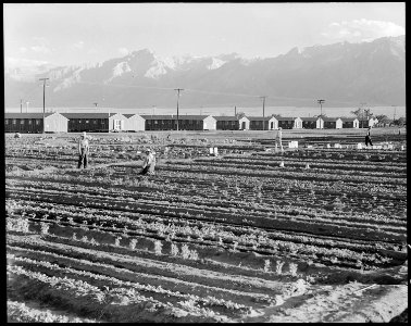 Manzanar Relocation Center, Manzanar, California. Evacuees of Japanese ancestry are growing flouris . . . - NARA - 537987
