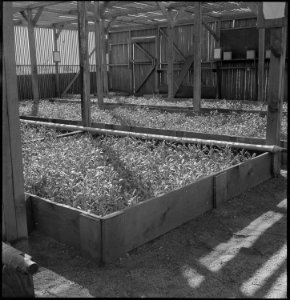 Manzanar Relocation Center, Manzanar, California. Guayule beds in the lath house at this War Reloca . . . - NARA - 538021