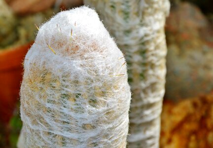 Prickly plant thorns