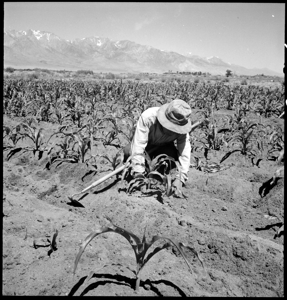 Manzanar Relocation Center, Manzanar, California. Hoeing corn on the farm project at his War Reloca . . . - NARA - 538054