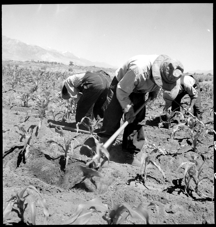 Manzanar Relocation Center, Manzanar, California. Field laborers hoeing corn on the farm project at . . . - NARA - 538058