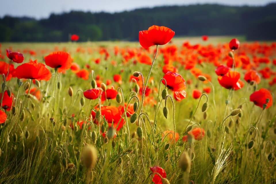 Meadow nature summer