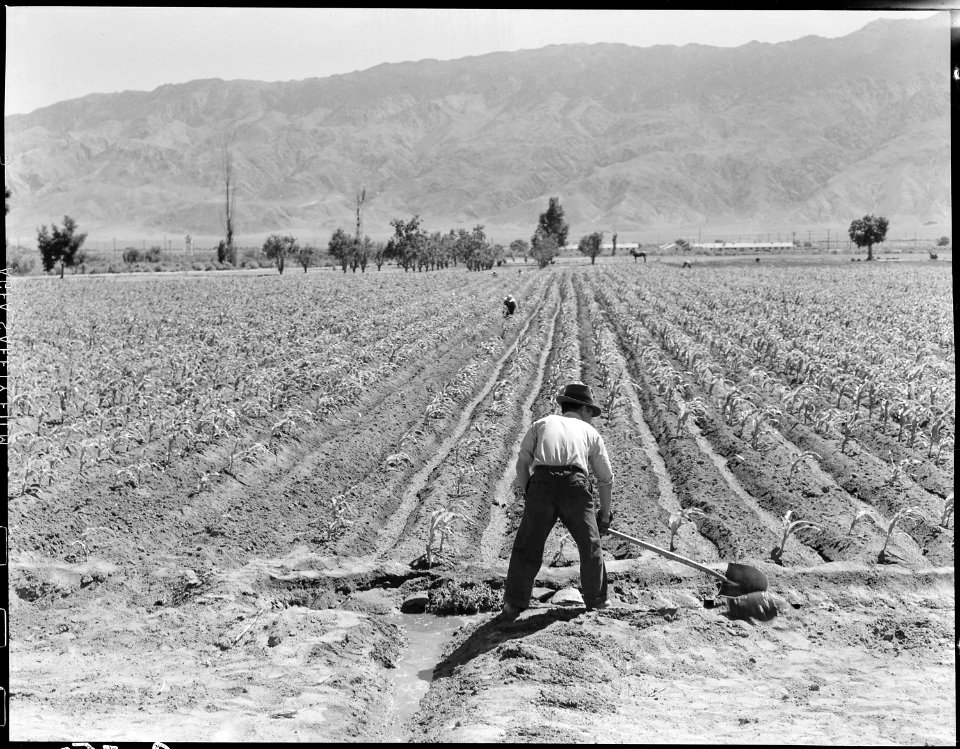 Manzanar Relocation Center, Manzanar, California. Irrigating corn field on the farm project at this . . . - NARA - 538044