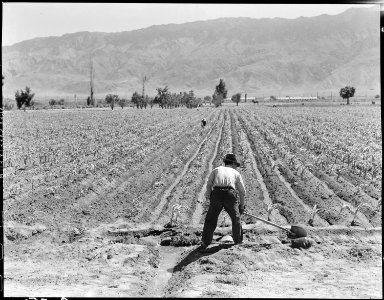 Manzanar Relocation Center, Manzanar, California. Irrigating corn field on the farm project at this . . . - NARA - 538044