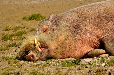 Concerns wild pig photo