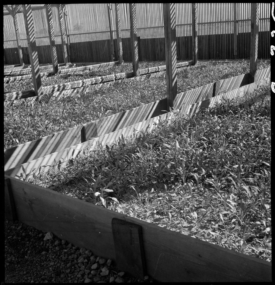 Manzanar Relocation Center, Manzanar, California. Guayule beds in the lath house at the Manzanar Re . . . - NARA - 538019