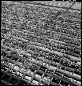 Manzanar Relocation Center, Manzanar, California. Guayule beds in the lath house at this War Reloca . . . - NARA - 538032