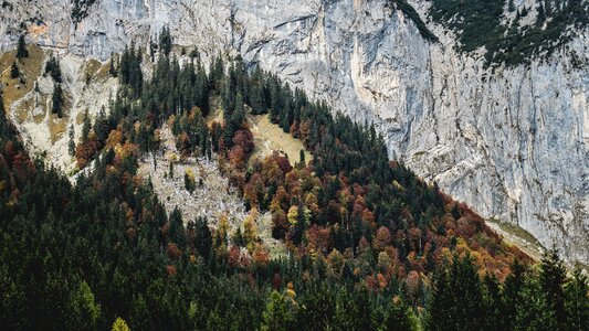 Plants nature landscape photo