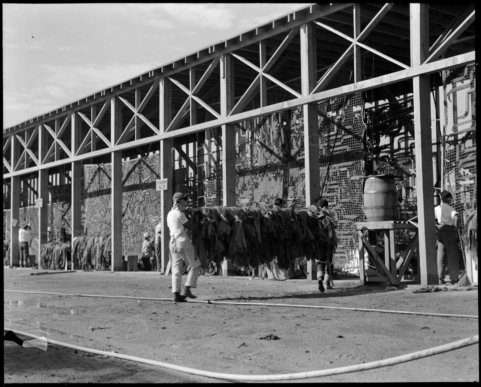 Manzanar Relocation Center, Manzanar, California. Making camouflage nets for the War Department. T . . . - NARA - 538098
