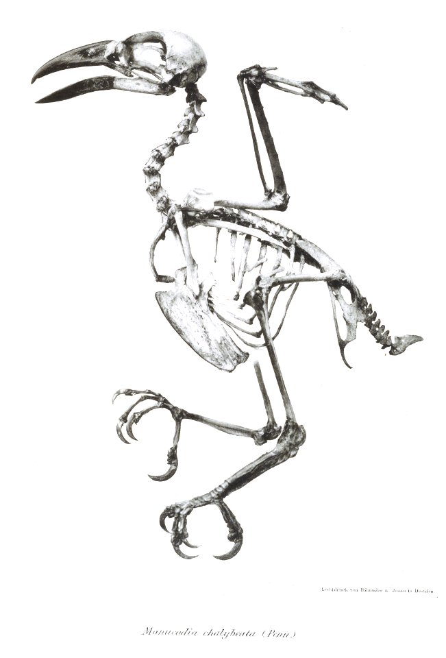 Manucodia chalybeata 7
