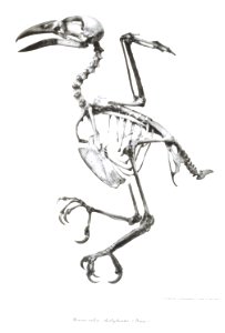 Manucodia chalybeata 7