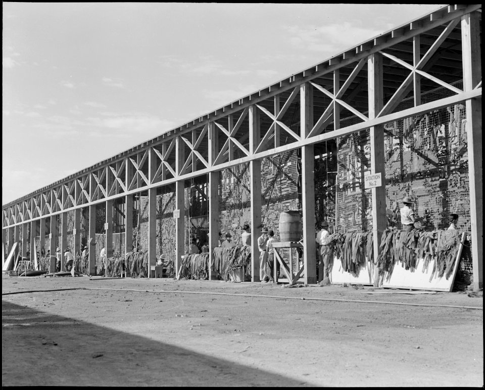 Manzanar Relocation Center, Manzanar, California. Making camouflage nets for the War Department. T . . . - NARA - 538102