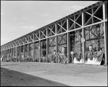 Manzanar Relocation Center, Manzanar, California. Making camouflage nets for the War Department. T . . . - NARA - 538102