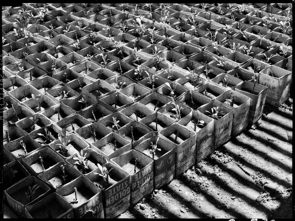 Manzanar Relocation Center, Manzanar, California. In the lath house of the guyaule rubber experimen . . . - NARA - 538024