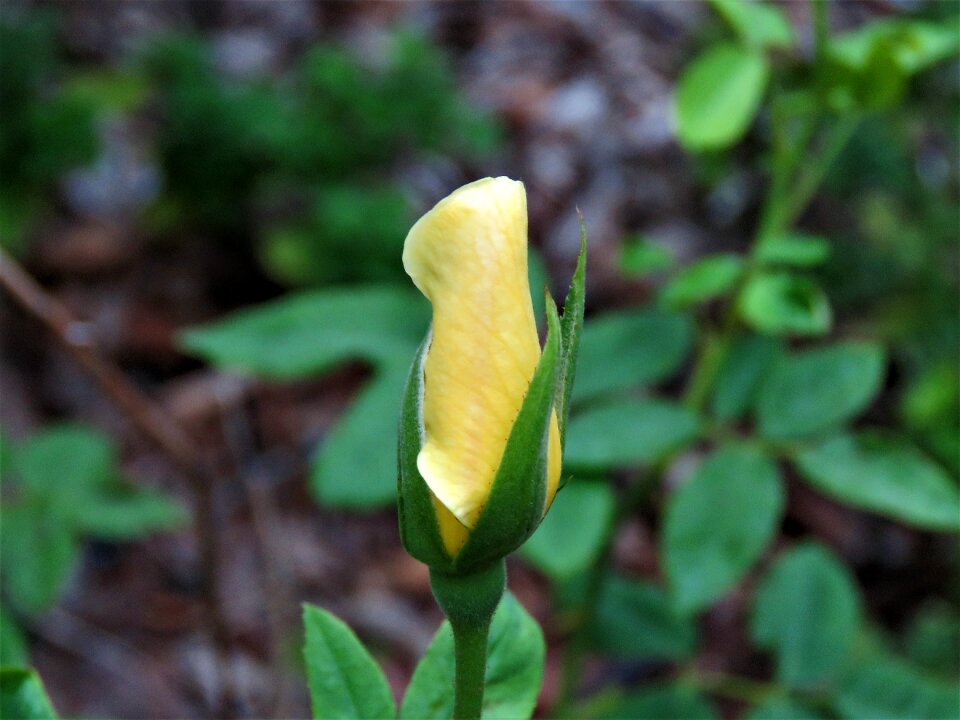 Yellow rose garden