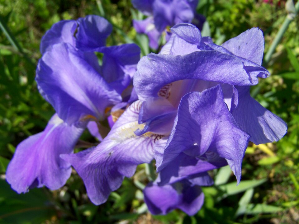 Iris bluish-purple iris spring flower