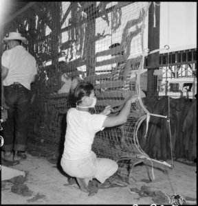 Manzanar Relocation Center, Manzanar, California. Making camouflage nets for the War Department. T . . . - NARA - 538118