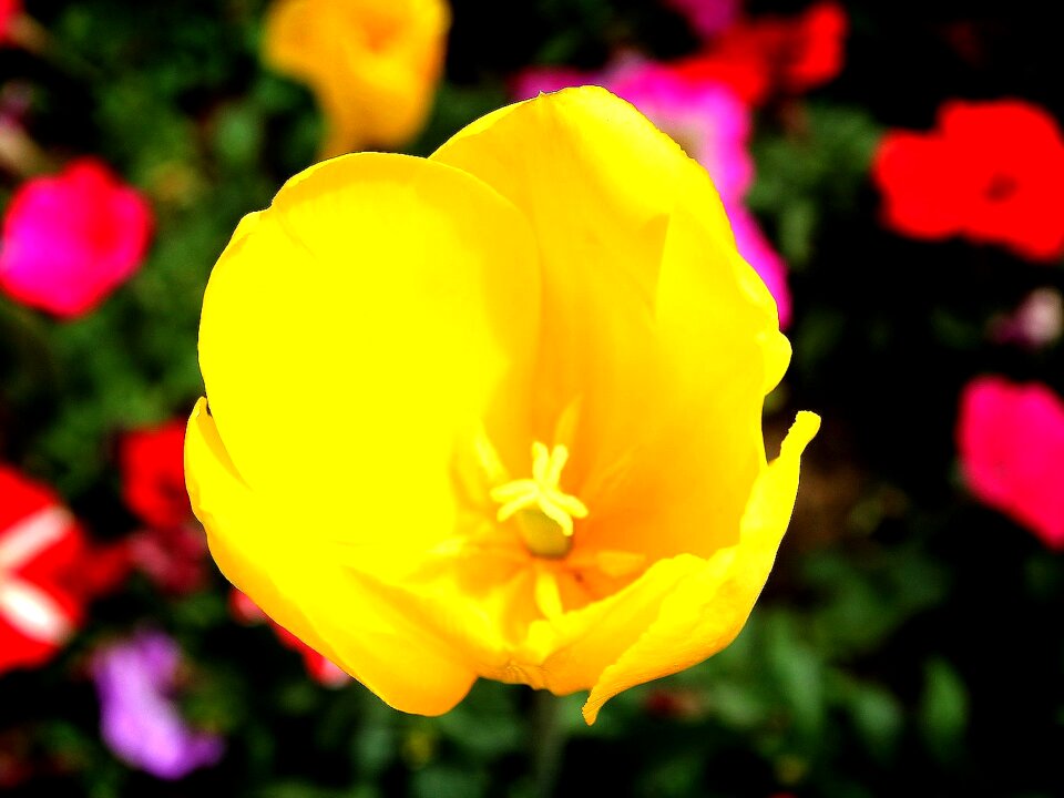 Sunny spring days production flowers fair