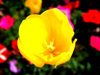 Sunny spring days production flowers fair