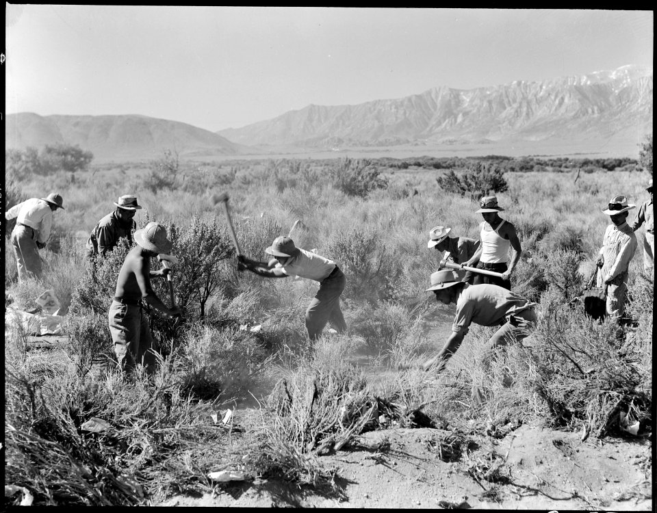 Manzanar Relocation Center, Manzanar, California. More land is being cleared of sage-brush at the s . . . - NARA - 538045