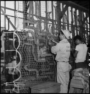 Manzanar Relocation Center, Manzanar, California. Making camouflage nets for the War Department. T . . . - NARA - 538115