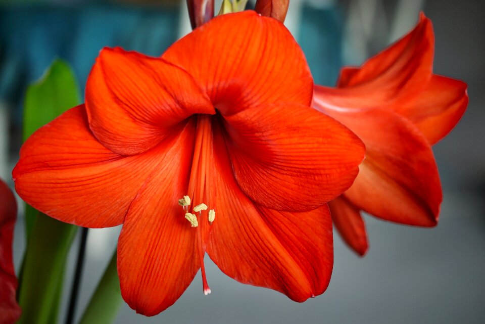 Garden color floral
