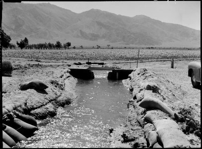 Manzanar Relocation Center, Manzanar, California. The farm project is well under way, with 125 acre . . . - NARA - 538039