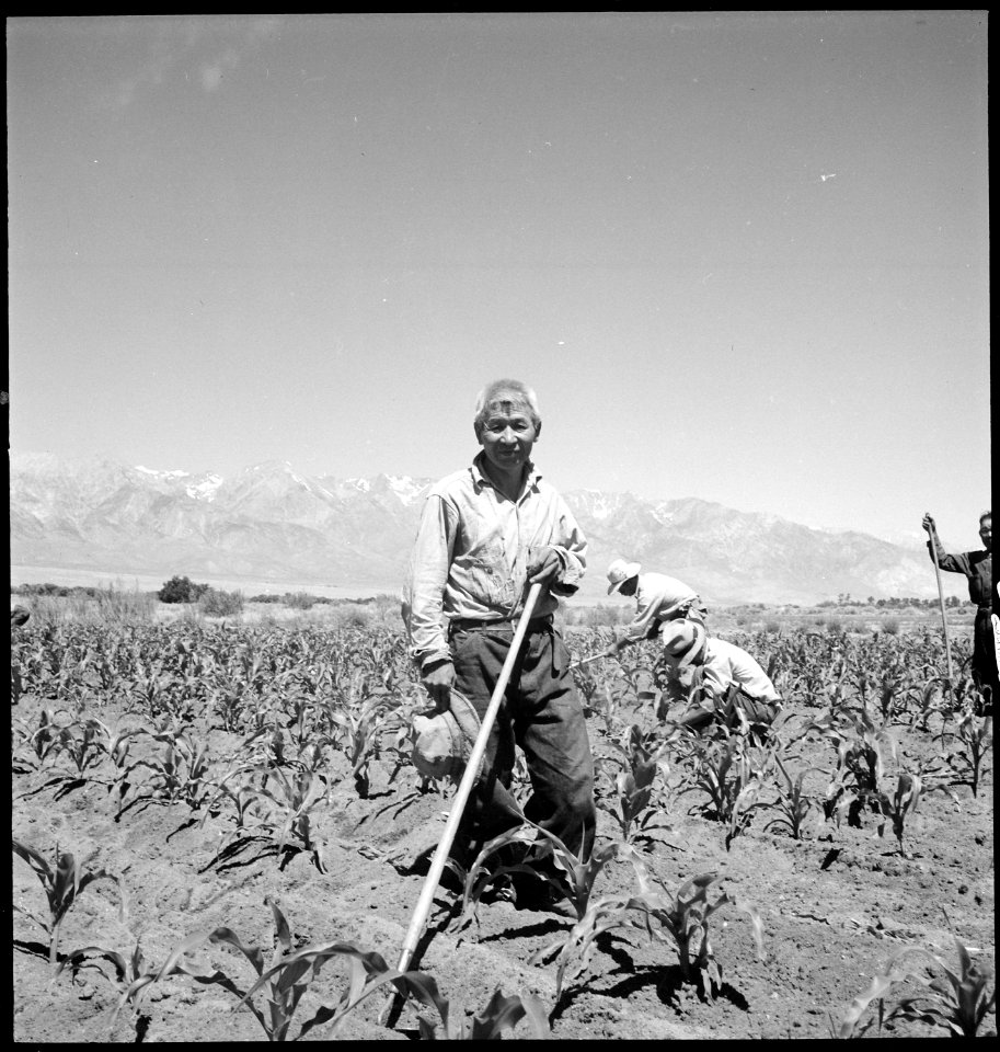Manzanar Relocation Center, Manzanar, California. Part of crew of 20 working in field Number 4, hoe . . . - NARA - 538053