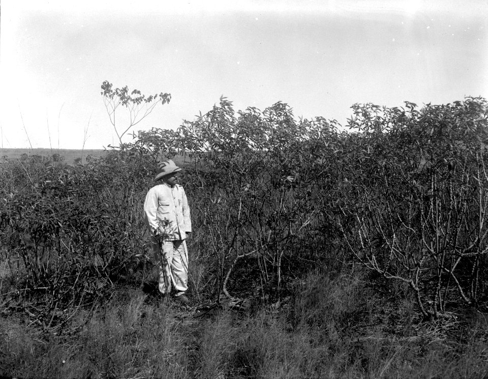 Manjokplantering, 2 år gammal. S-te Marie de Marovoay. Madagaskar - SMVK - 021970