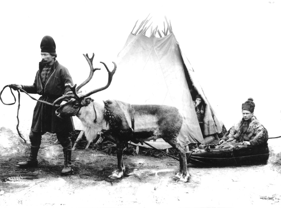 Mann og reinsdyr med pulk En person sitter i pulken. I bakgrunnen Et telt med et barn åpningen - Norsk folkemuseum - NF.06789-069
