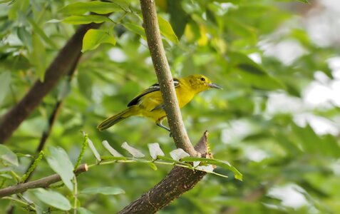 Bird wildlife animal