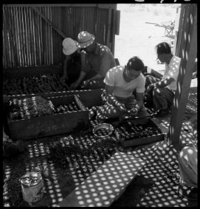 Manzanar Relocation Center, Manzanar, California. A view of section of the lath house at this War . . . - NARA - 538034