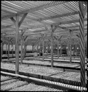Manzanar Relocation Center, Manzanar, California. A view of section of the lath house at this War R . . . - NARA - 538033