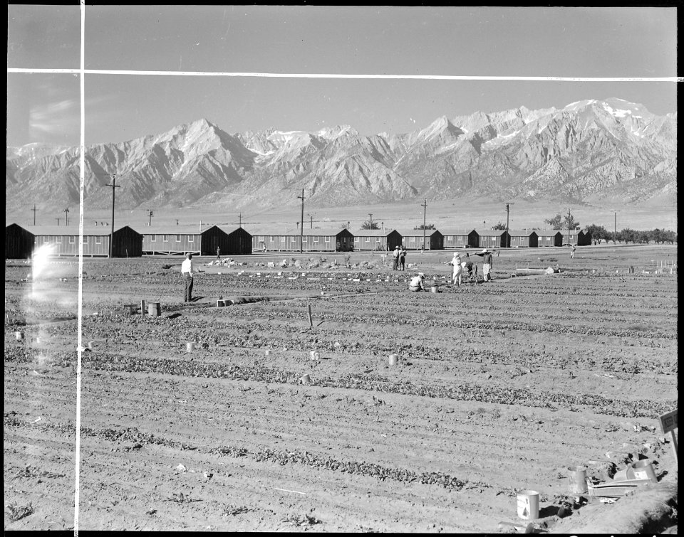 Manzanar Relocation Center, Manzanar, California. A view of the hobby gardens where, in plots 10 . . . - NARA - 537973