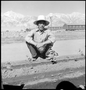 Manzanar Relocation Center, Manzanar, California. This evacuee of Japanese ancestry spends most of . . . - NARA - 538010