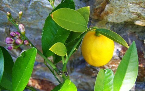 Citron lemon yellow fruit