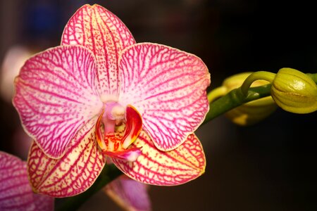 Tropical petal orchid photo